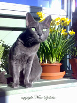 Korat cat