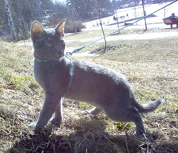 Korat cat on leash