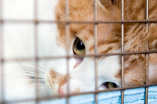 cat rescue shelters
