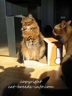 Cats and a cardboard box