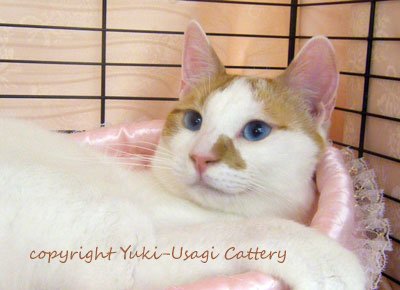 japanese bobtail cat breed