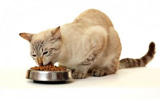 feline food allergies