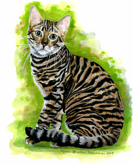 Toyger Cat History